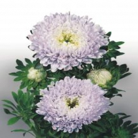 Matador Soft Blue